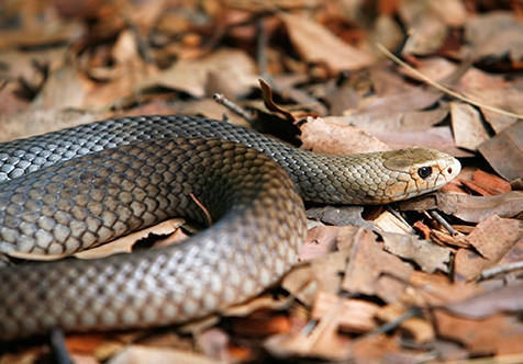 Snake Awareness Workshop