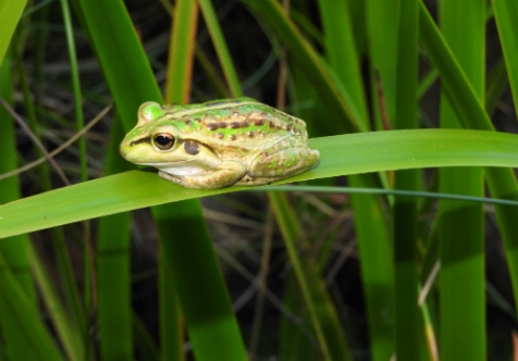 Get Wild About Wetlands