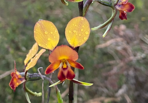 Pop-up Wildflower Trail