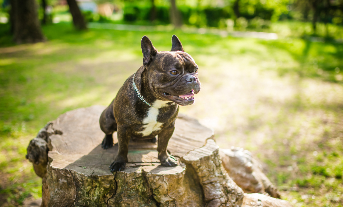 dog on step